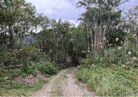 山頂に向かう林道